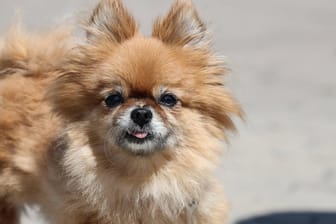 Ein Spitzmischling: Ein Paar aus Passau hatte Angst vor dem kleinen Hund und rief die Polizei. (Symbolbild)