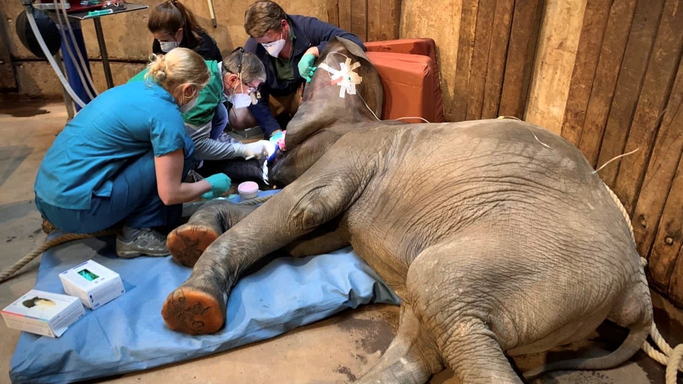 Der junge Elefant "Gus" bei seinem Zahnarzttermin: Er hatte sich den Stoßzahn abgebrochen.