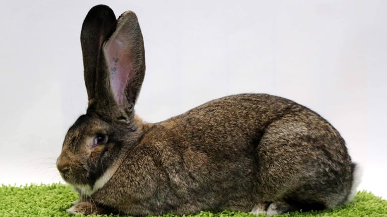 Ein Kaninchen der Rasse "Deutscher Riese" bei einer Schau in Erfurt (Archivbild): Ein ähnliches Tier wurde im Landauer Zoo verletzt.