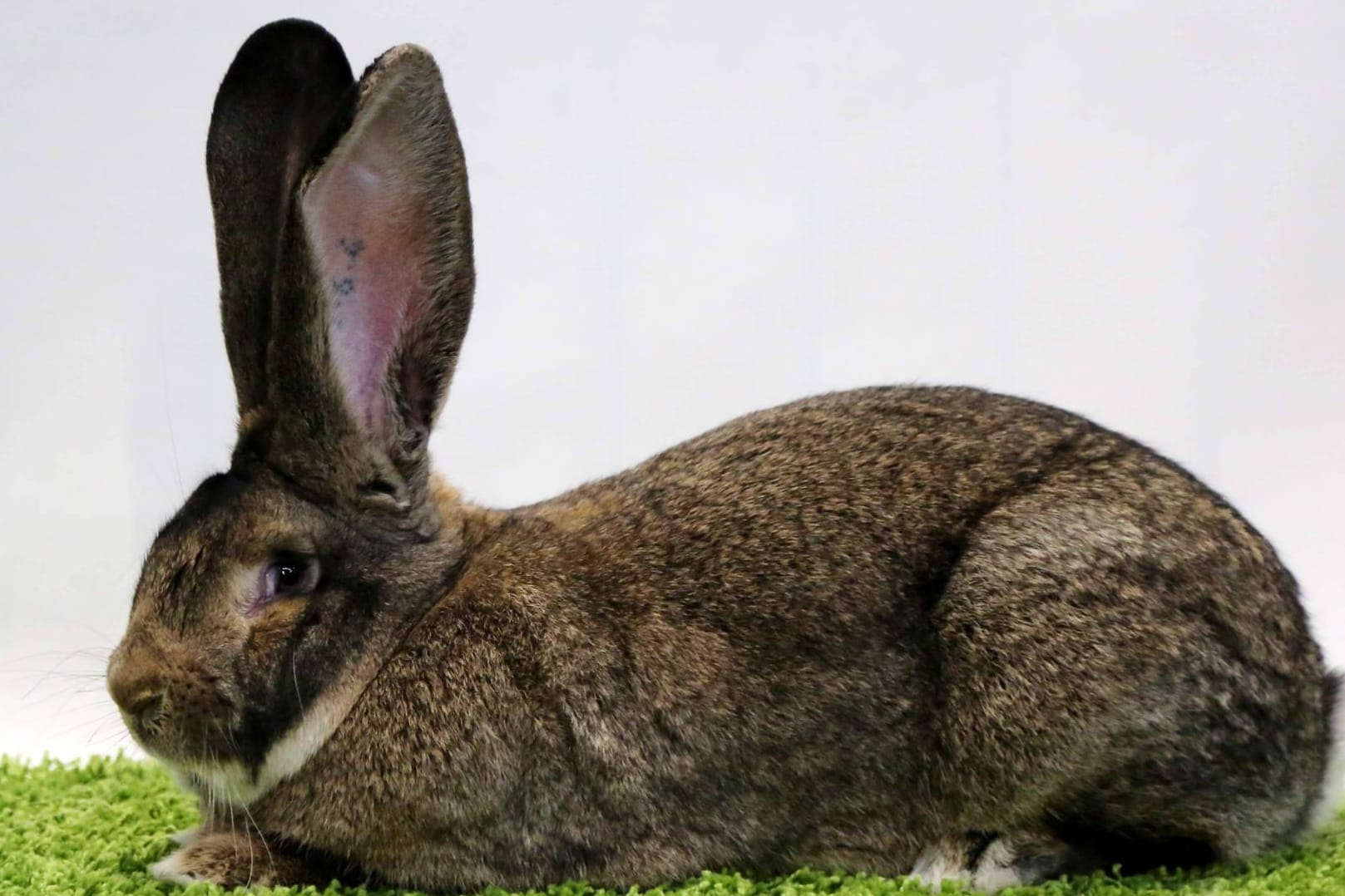 Ein Kaninchen der Rasse "Deutscher Riese" bei einer Schau in Erfurt (Archivbild): Ein ähnliches Tier wurde im Landauer Zoo verletzt.