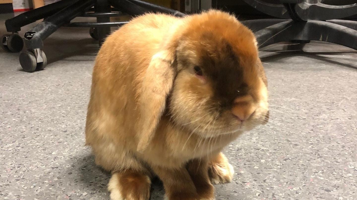 Das Zwergkaninchen sitzt in der Polizeiwache auf dem Boden: Die Beamten haben das Tier in ein Tierheim gebracht. Das Zwergkaninchen sitzt in der Polizeiwache auf dem Boden: Die Beamten haben das Tier in ein Tierheim gebracht.