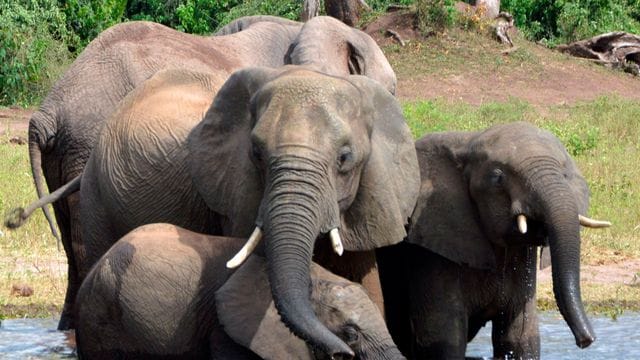 In vielen Regionen Afrikas geht die Zahl der Elefanten zurück.