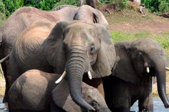 In vielen Regionen Afrikas geht die Zahl der Elefanten zurück.