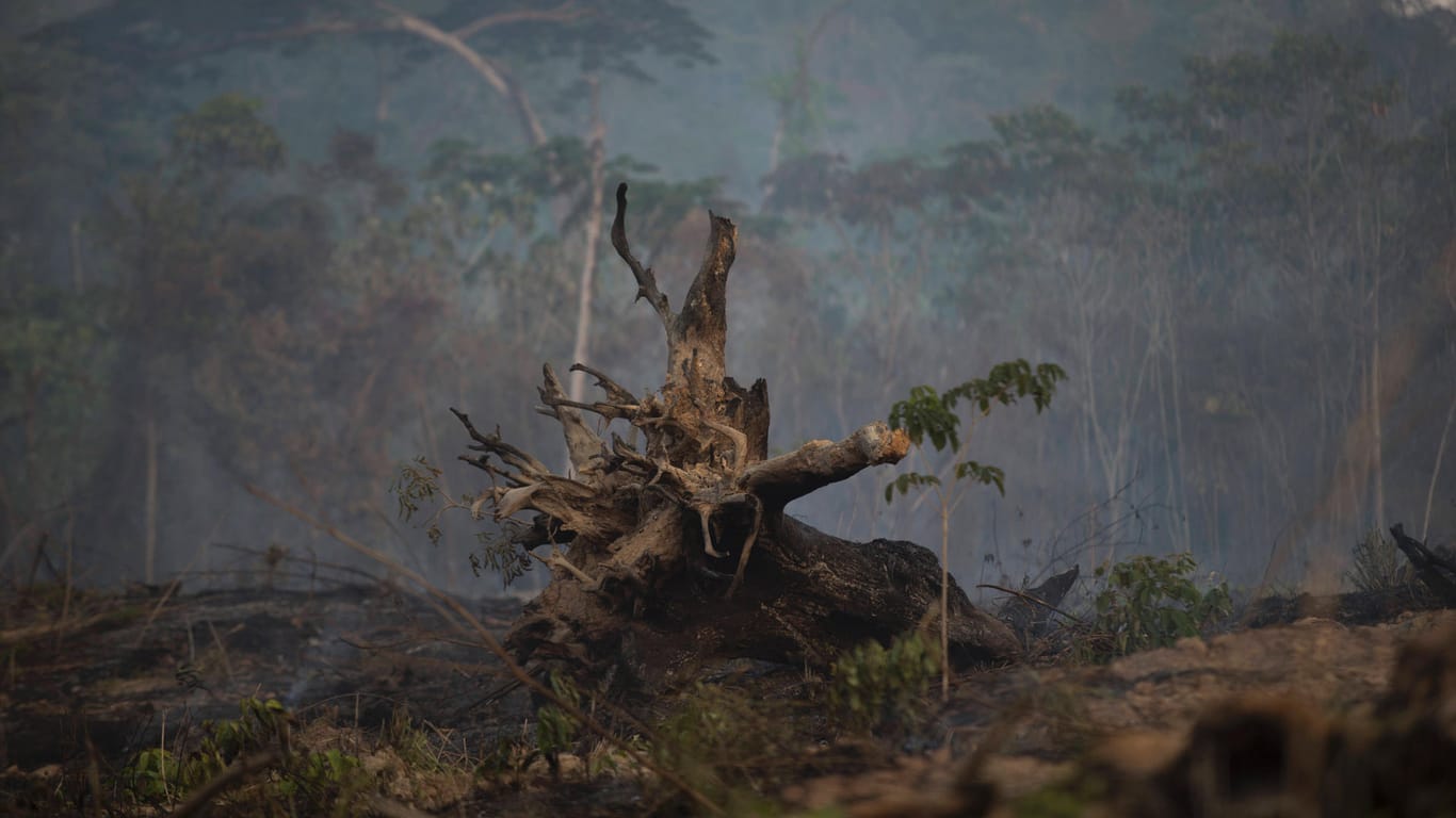 Brennende Wälder in Brasilien: Wo Regenwälder brennen und Wildtiere ausgerottet werden, sieht Entwicklungsminister Müller gesundheitliche Gefahren.