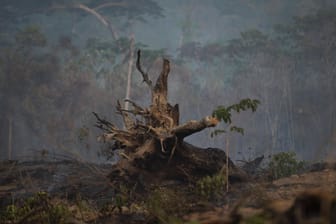 Brennende Wälder in Brasilien: Wo Regenwälder brennen und Wildtiere ausgerottet werden, sieht Entwicklungsminister Müller gesundheitliche Gefahren.
