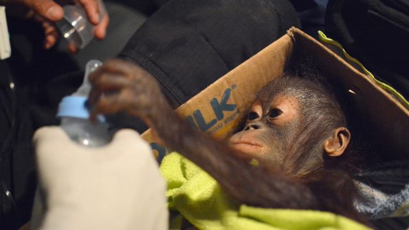 Ein Orang-Utan-Säugling liegt in einem Karton und greift nach einer Flasche.