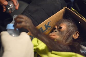 Ein Orang-Utan-Säugling liegt in einem Karton und greift nach einer Flasche.