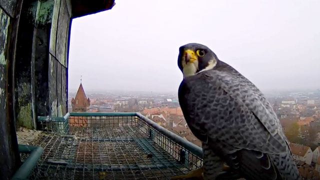 Ein Wanderfalke sitzt an der Nürnberger Kaiserburg (Archivbild): Die Küken sind geschlüpft. Ein Wanderfalke sitzt an der Nürnberger Kaiserburg (Archivbild): Die Küken sind geschlüpft.