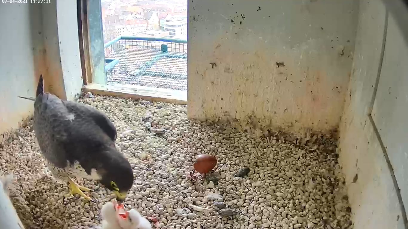 Das Standbild einer Webcam zeigt die Fütterung eines Wanderfalken-Küken durch ein Elternteil auf der Kaiserburg: Die Küken sind in der Nacht auf Mittwoch geschlüpft.