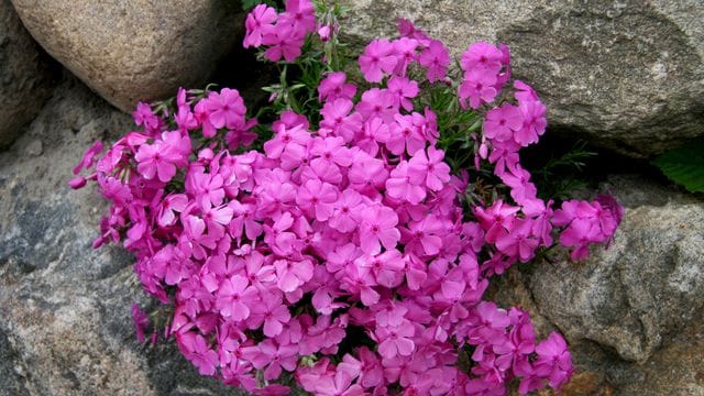 Knalliges Pink und würziger Duft: Der Phlox entfaltet seine ganze Wirkung an lauen Sommerabenden.