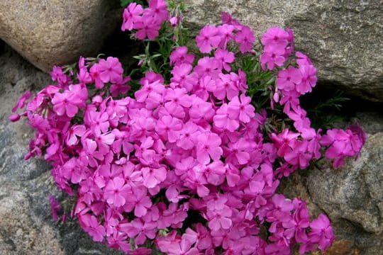 Knalliges Pink und würziger Duft: Der Phlox entfaltet seine ganze Wirkung an lauen Sommerabenden.