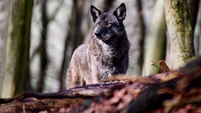 Ein Wolf schaut in die Ferne