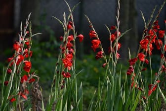 Gladiolen können sehr hohe Blütentriebe entwickeln.