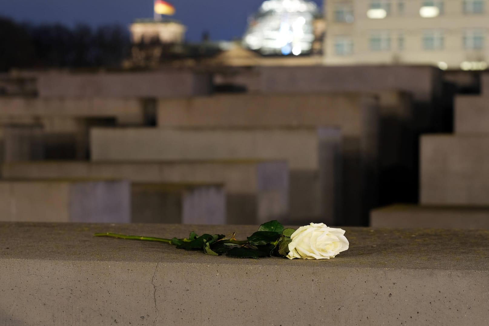 Eine weiße Rose am Denkmal für die ermordeten Juden Europas: Dem Massenmord ging vor allem Hassrede voraus.