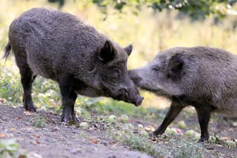 Wildschweine im Düsseldorfer Wildpark: Der Tierpark hat wieder geöffnet.