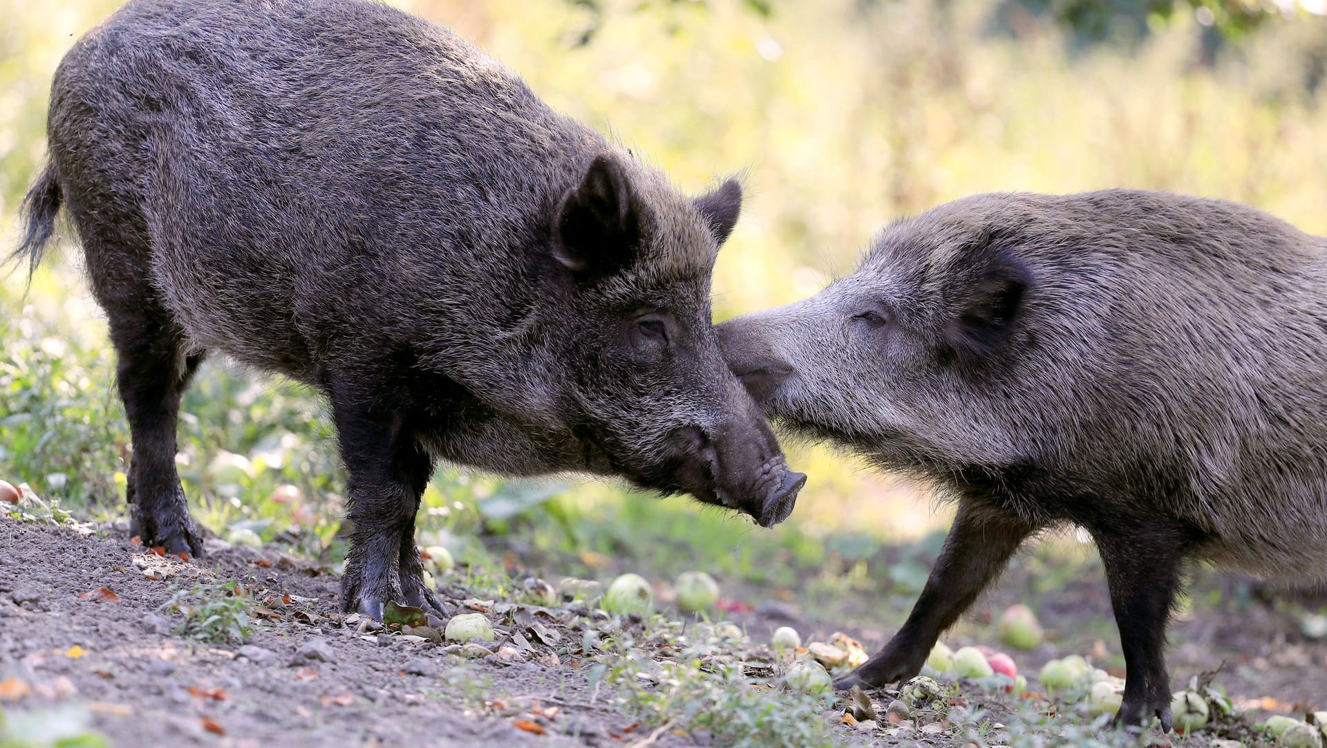 Wildschweine im Düsseldorfer Wildpark: Der Tierpark hat wieder geöffnet.