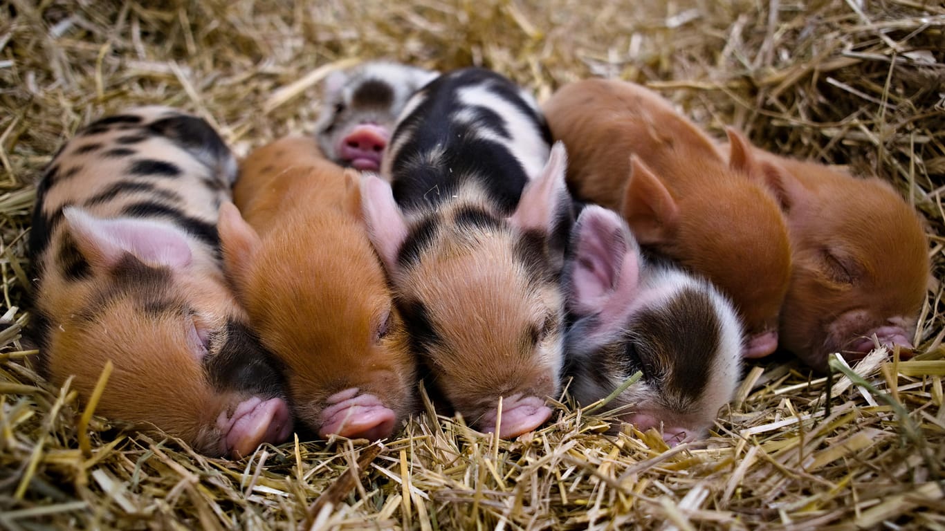 Ferkel-Nachwuchs der Kunekune-Schweine im Tierpark Hellabrunn: Insgesamt 14 Jungtiere wurden geboren.