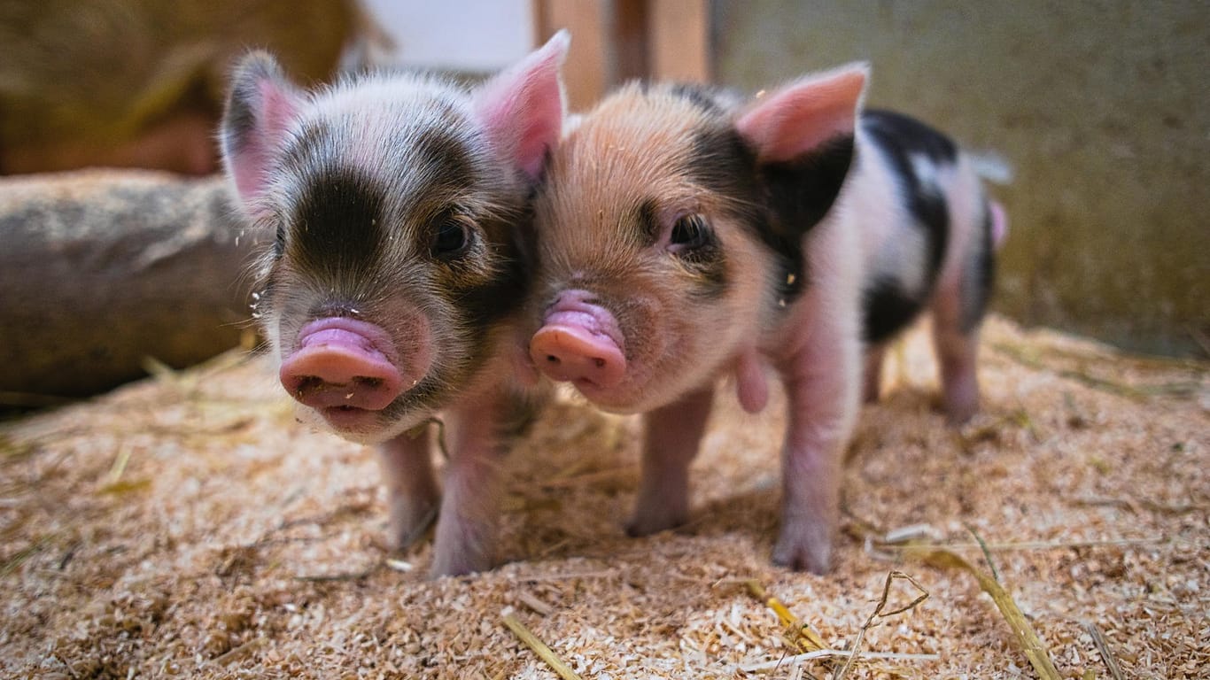 Wenige Tage alte Ferkel der Kunekune-Schweine befinden sich in ihrem Stall im Münchner Tierpark: Die Rasse stammt aus Neuseeland.