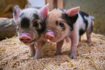Wenige Tage alte Ferkel der Kunekune-Schweine befinden sich in ihrem Stall im Münchner Tierpark: Die Rasse stammt aus Neuseeland.