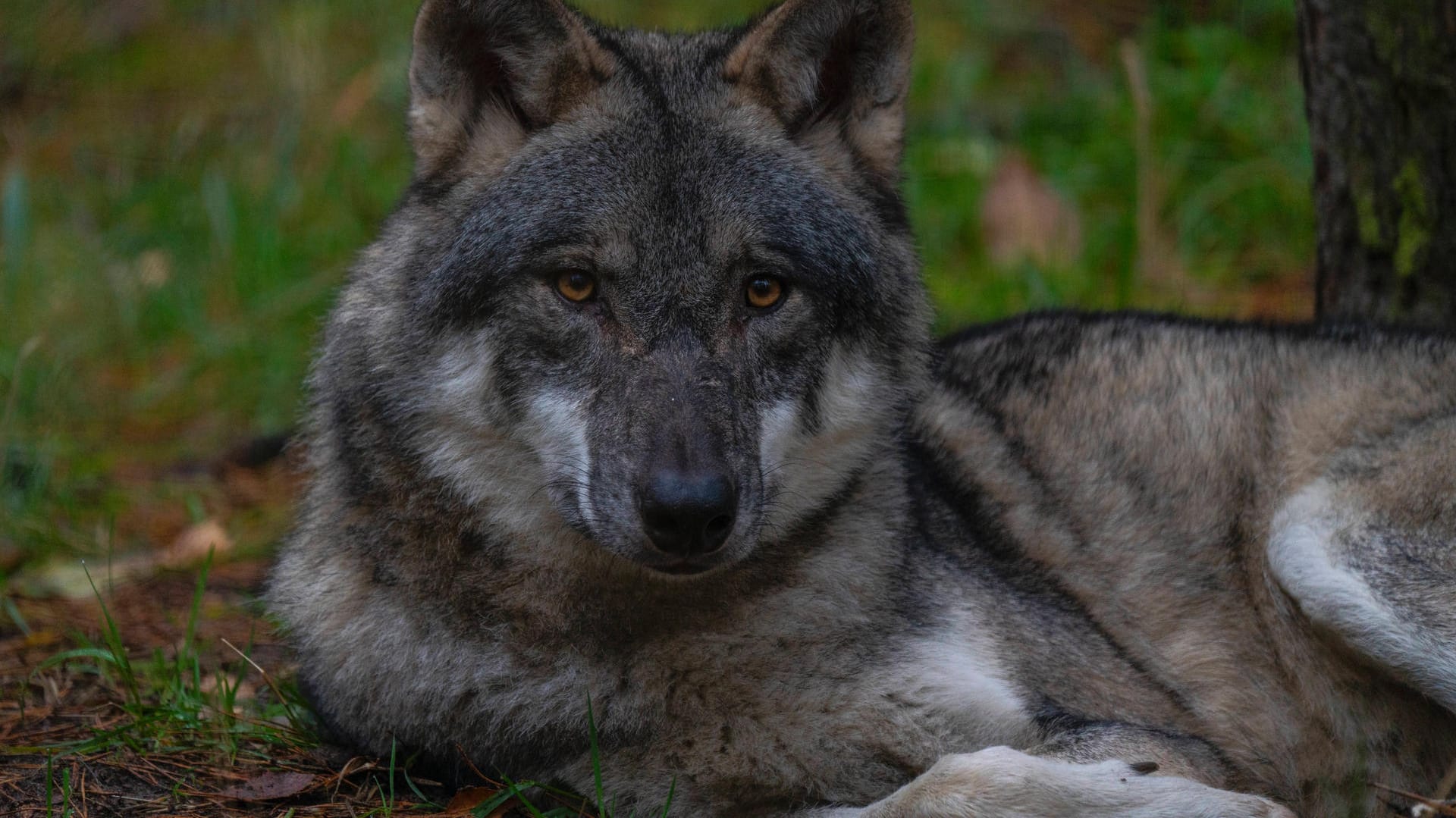 Ein Wolf (Symbolbild): In Brandenburg leben über 40 Wolfsrudel.