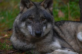 Ein Wolf (Symbolbild): In Brandenburg leben über 40 Wolfsrudel.