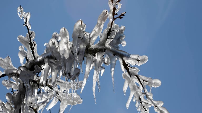 Gefrorener Baum: Frostschäden sind eine Gefahr für die Tier- und Pflanzenwelt.