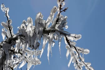 Gefrorener Baum: Frostschäden sind eine Gefahr für die Tier- und Pflanzenwelt.