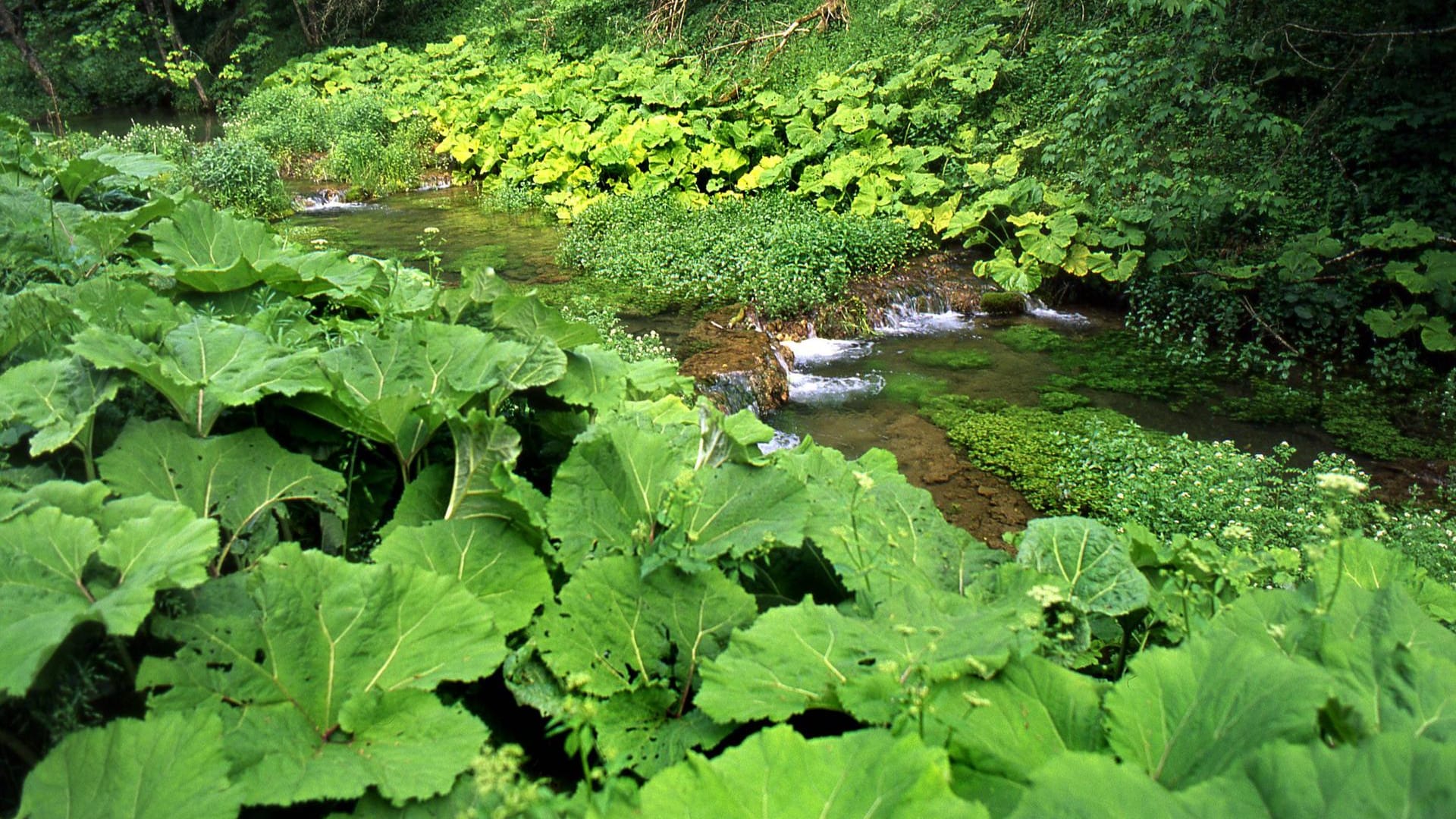 Der Nesenbach im Süden Stuttgarts: Nach Plänen der Stadt soll der Flusslauf in der Innenstadt wieder an die Oberfläche geholt werden.