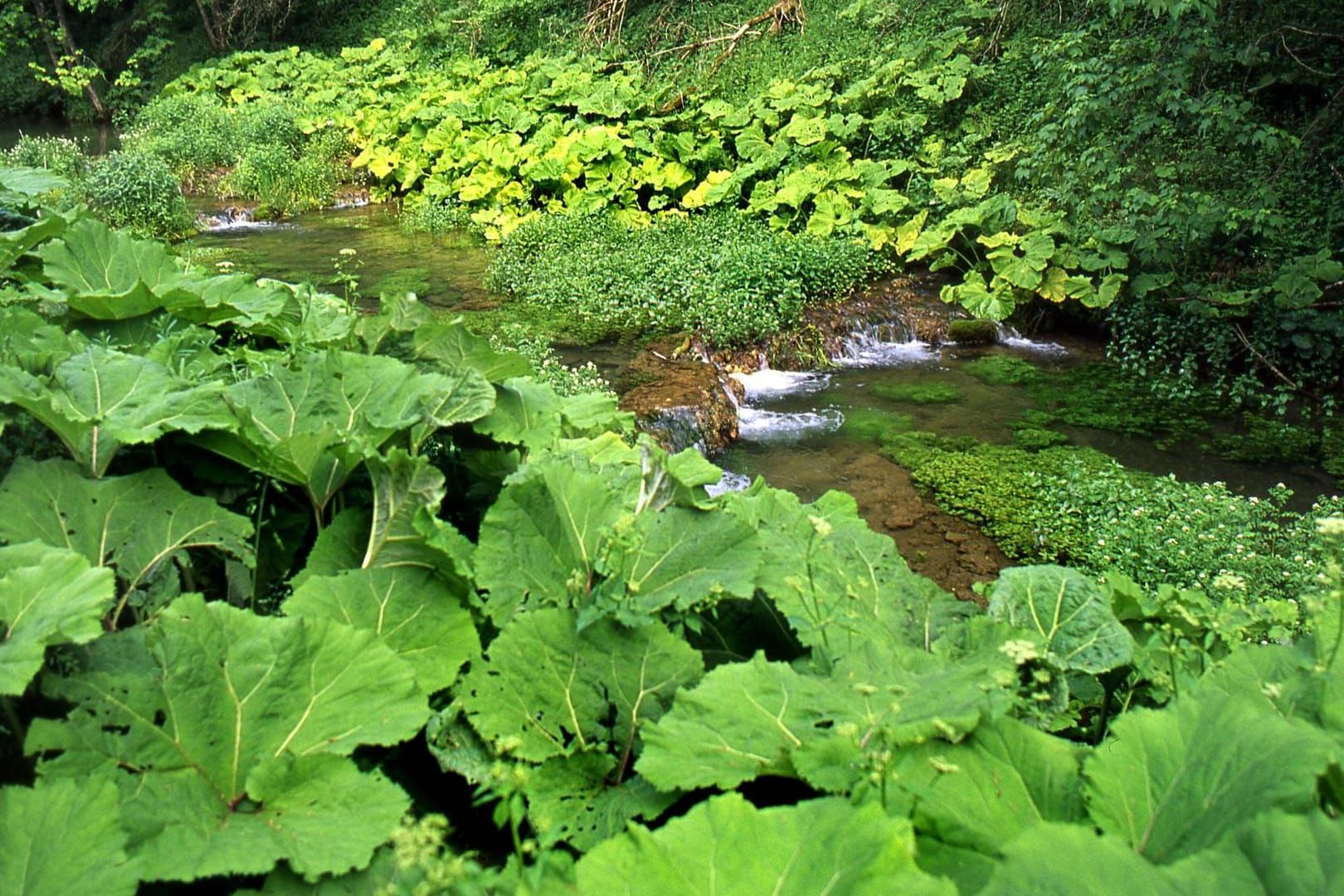 Der Nesenbach im Süden Stuttgarts: Nach Plänen der Stadt soll der Flusslauf in der Innenstadt wieder an die Oberfläche geholt werden.