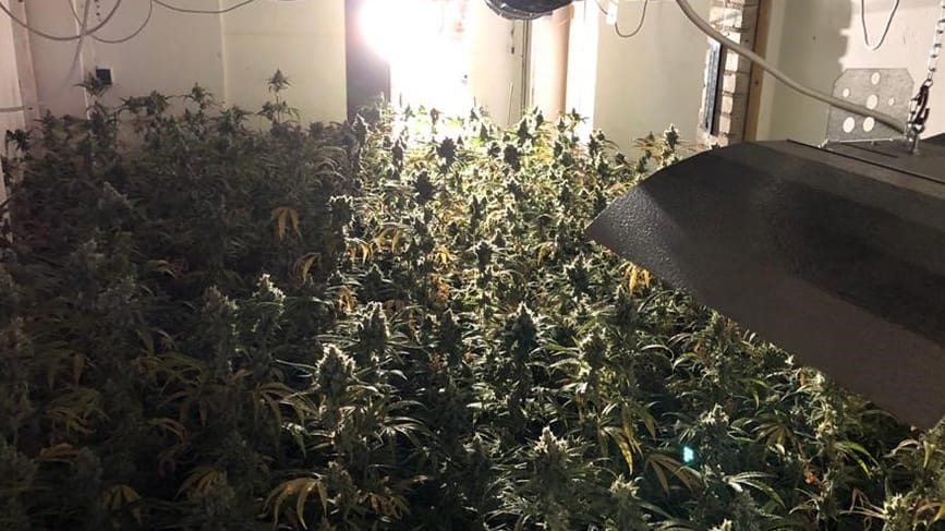 Die Cannabisplantage der in NRW festgenommenen Verdächtigen: Neben Drogen beschlagnahmte die Polizei auch Falschgeld und scharfe Munition. Die Cannabisplantage der in NRW festgenommenen Verdächtigen: Neben Drogen beschlagnahmte die Polizei auch Falschgeld und scharfe Munition.