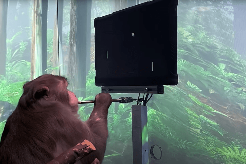 Der Makake Pager: Der Affe steuert dank Chipimplantat das Videospiel Pong nur mit der Kraft seiner Gedanken.
