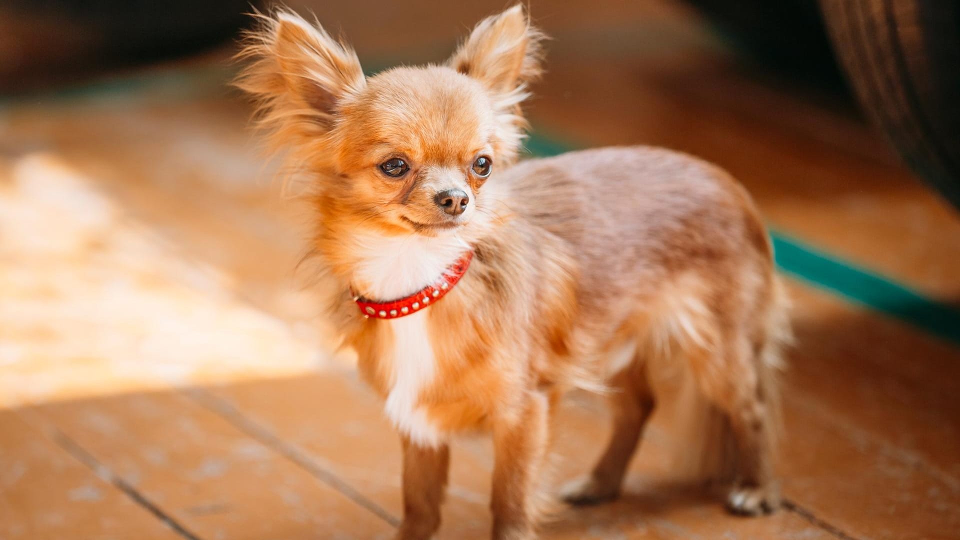 Ein brauner Chihuahua (Symbolbild): Ein Jugendlicher tötete bei einem Unfall einen Chihuahua. Ein brauner Chihuahua (Symbolbild): Ein Jugendlicher tötete bei einem Unfall einen Chihuahua.