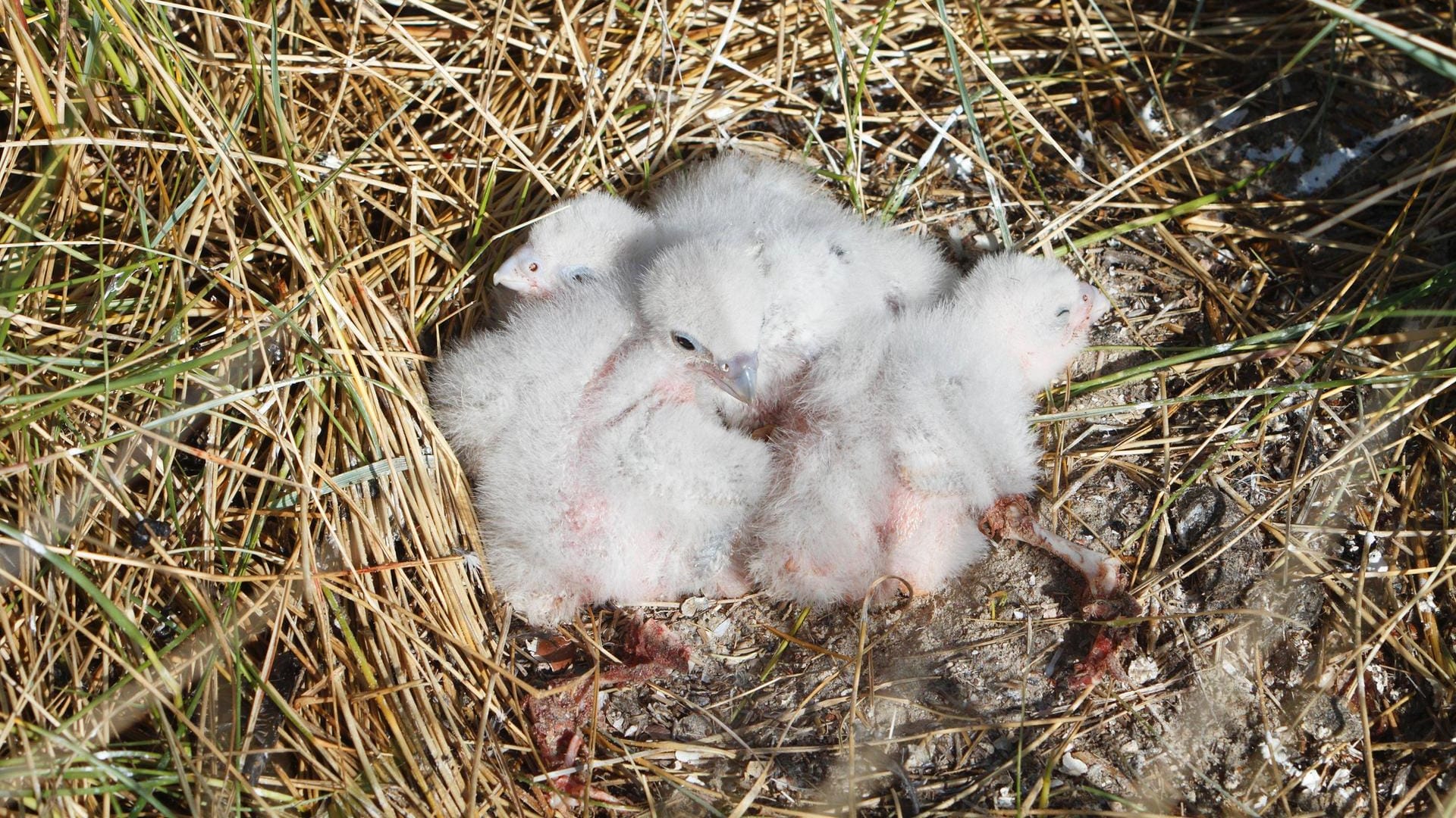 Wanderfalken-Küken in einem Nest (Symbolbild): Die Turmfalken auf der Kaiserburg haben für vierköpfigen Nachwuchs gesorgt. Wanderfalken-Küken in einem Nest (Symbolbild): Die Turmfalken auf der Kaiserburg haben für vierköpfigen Nachwuchs gesorgt.