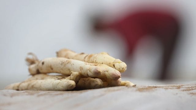 Spargelernte: In den vergangenen Jahren ist die Spargelerntemenge deutschlandweit zurückgegangen. Spargelernte: In den vergangenen Jahren ist die Spargelerntemenge deutschlandweit zurückgegangen.
