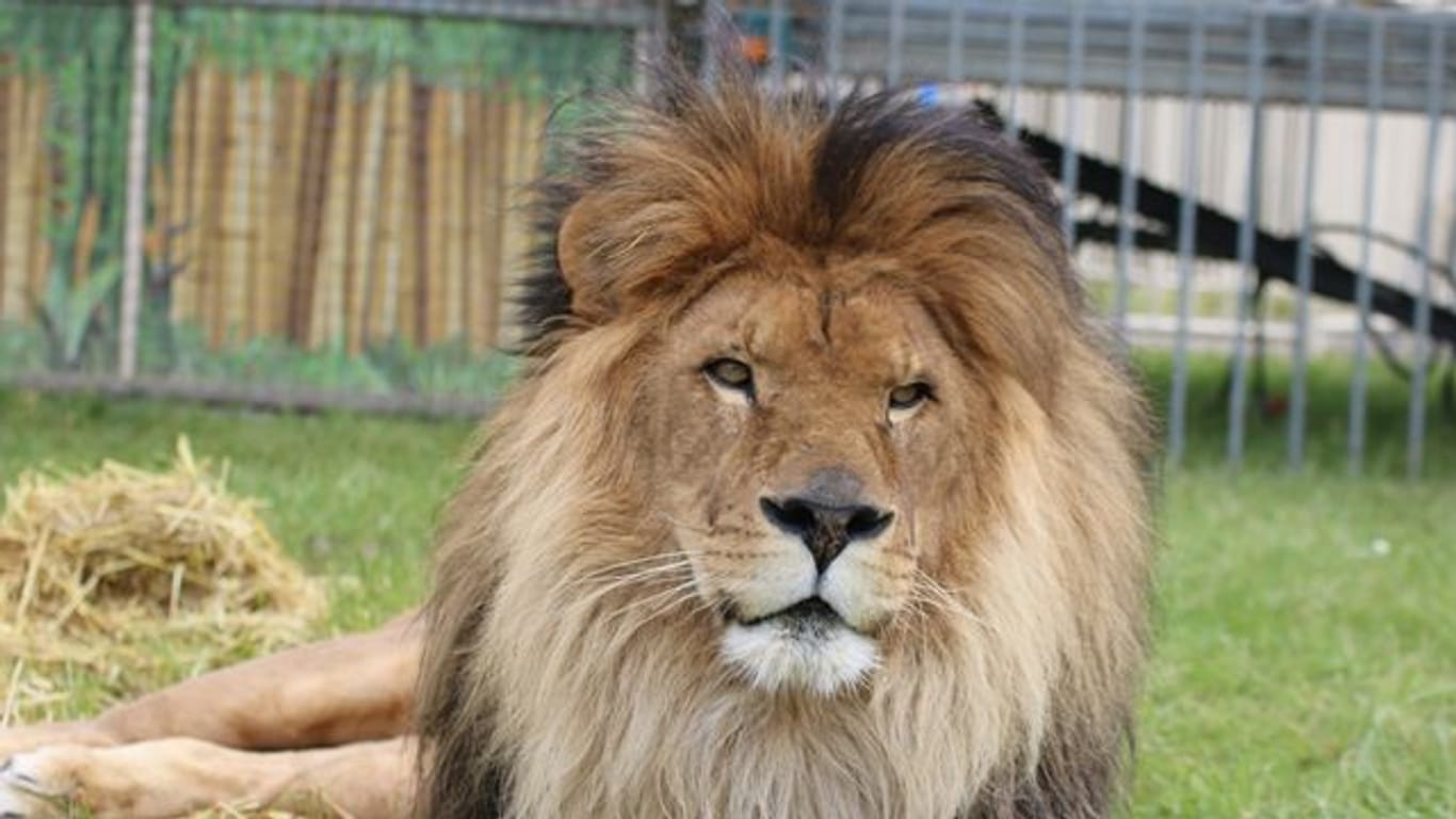 Löwe Kasanga in seinem Freigehege im Circus Krone (Archivbild): Der Löwen-Opa ist verstorben.