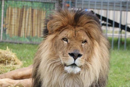 Löwe Kasanga in seinem Freigehege im Circus Krone (Archivbild): Der Löwen-Opa ist verstorben.