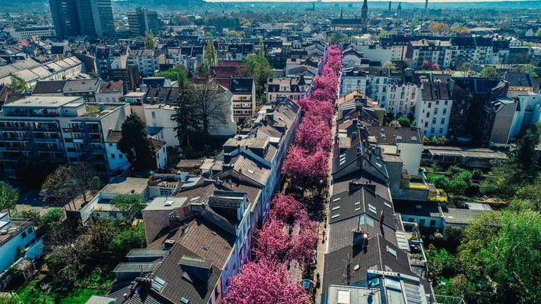 "Kirschblüten in der Altstadt von oben": Jährlich verzaubern die Bäume die Bonner Altstadt in ein Blütenmeer.