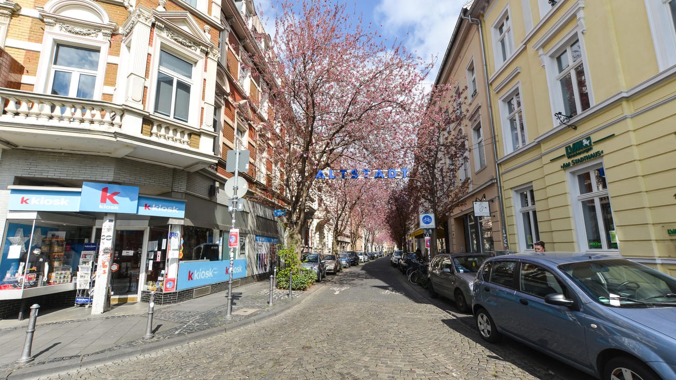 "Kirschblüten in der Breite Straße": Die blühenden Bäume ziehen jedes Jahr zahlreiche Touristen an.