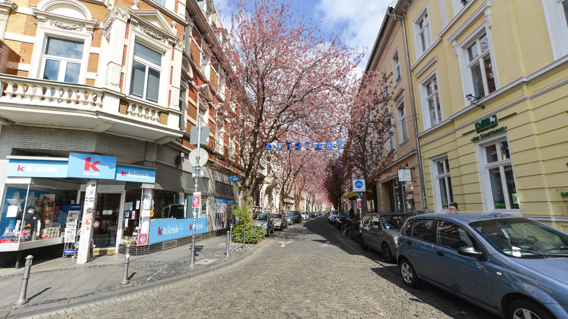 "Kirschblüten in der Breite Straße": Die blühenden Bäume ziehen jedes Jahr zahlreiche Touristen an.