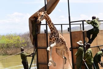 Die Giraffe "Susan" wird freigelassen, nachdem sie mit einer Barke von der Insel Longicharo im Baringo-See auf das Festland gebracht wurde.