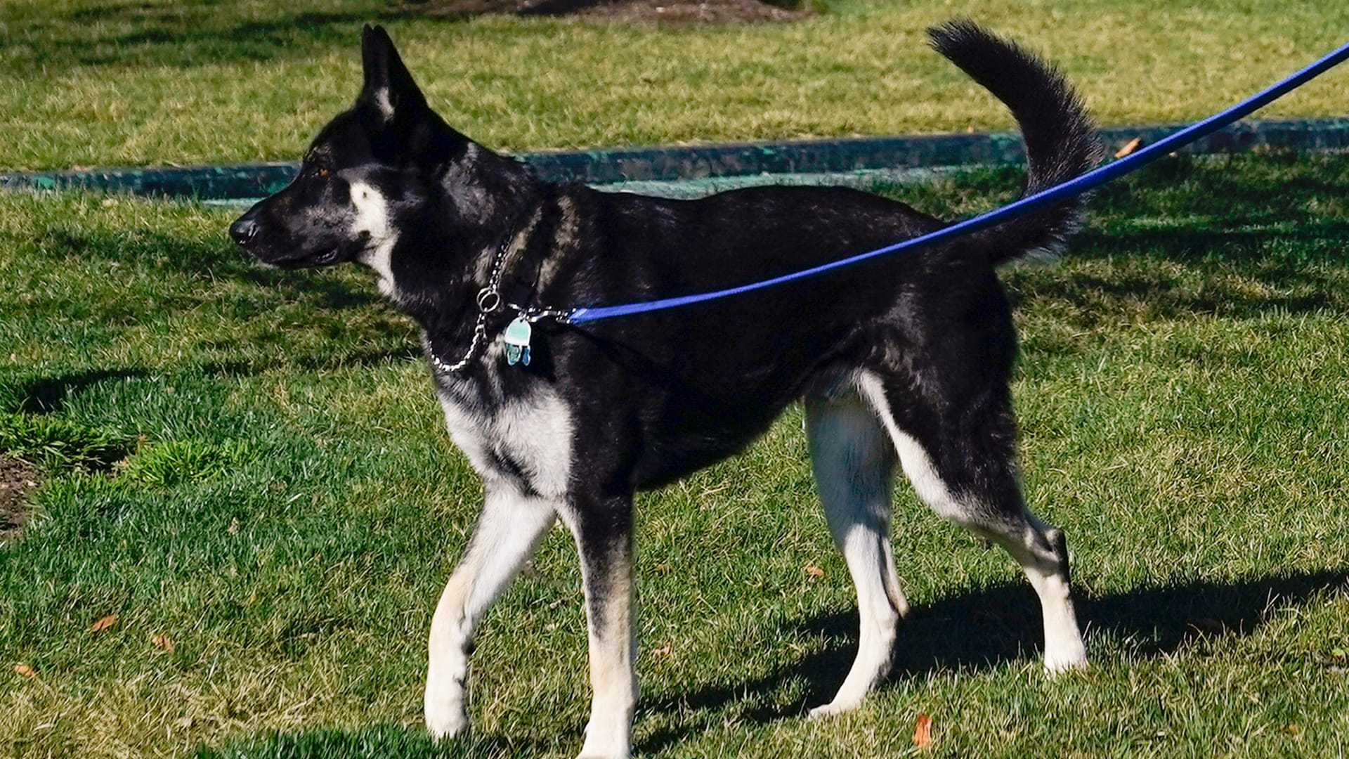 Major: Joe und Jill Bidens junger Schäferhund muss ins Training.