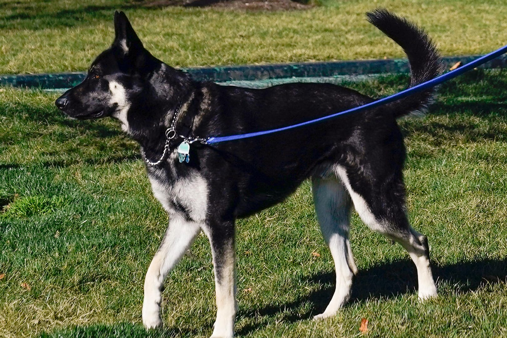 Major: Joe und Jill Bidens junger Schäferhund muss ins Training.