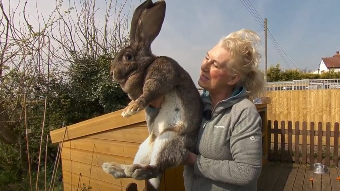 Annette Edwards: Ihr "längstes Kaninchen der Welt" Darius wird vermisst.
