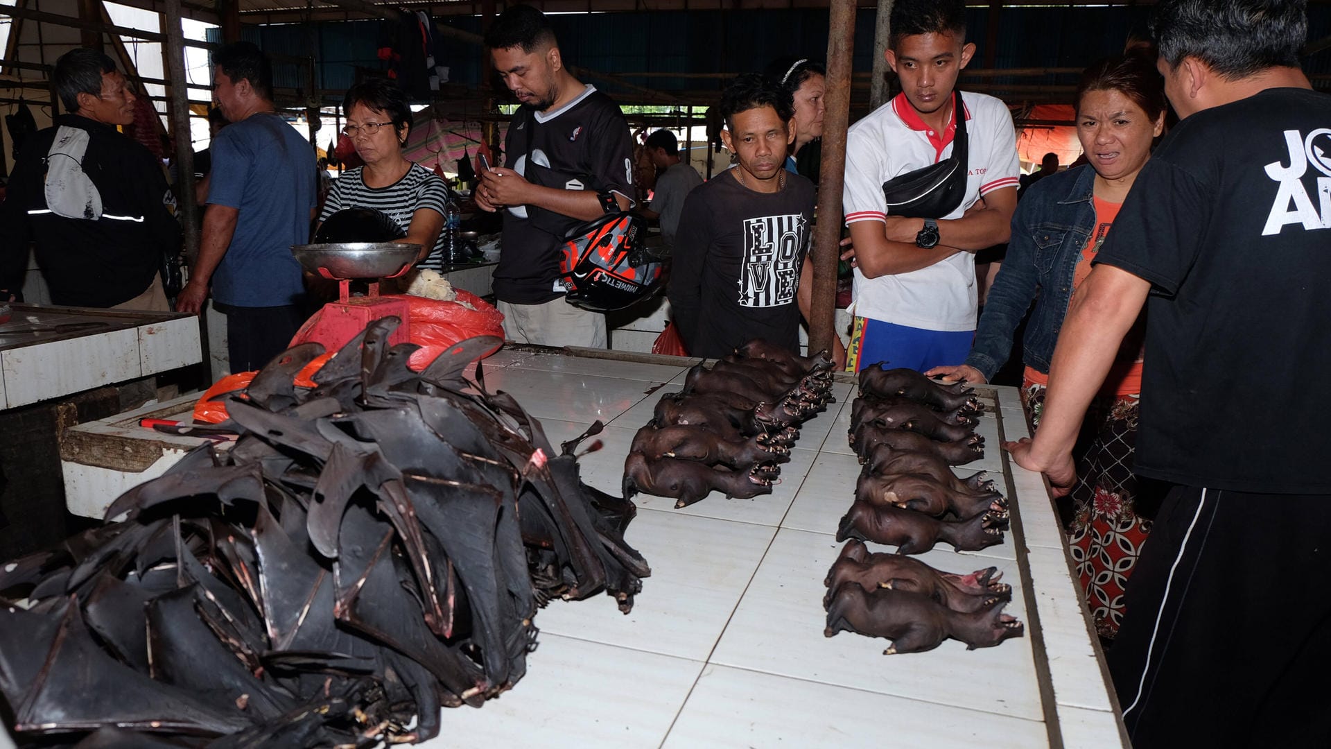 Fledermäuse auf einem Markt in Indonesien: Fledermäuse sind Träger von Coronaviren. Fledermäuse auf einem Markt in Indonesien: Fledermäuse sind Träger von Coronaviren.