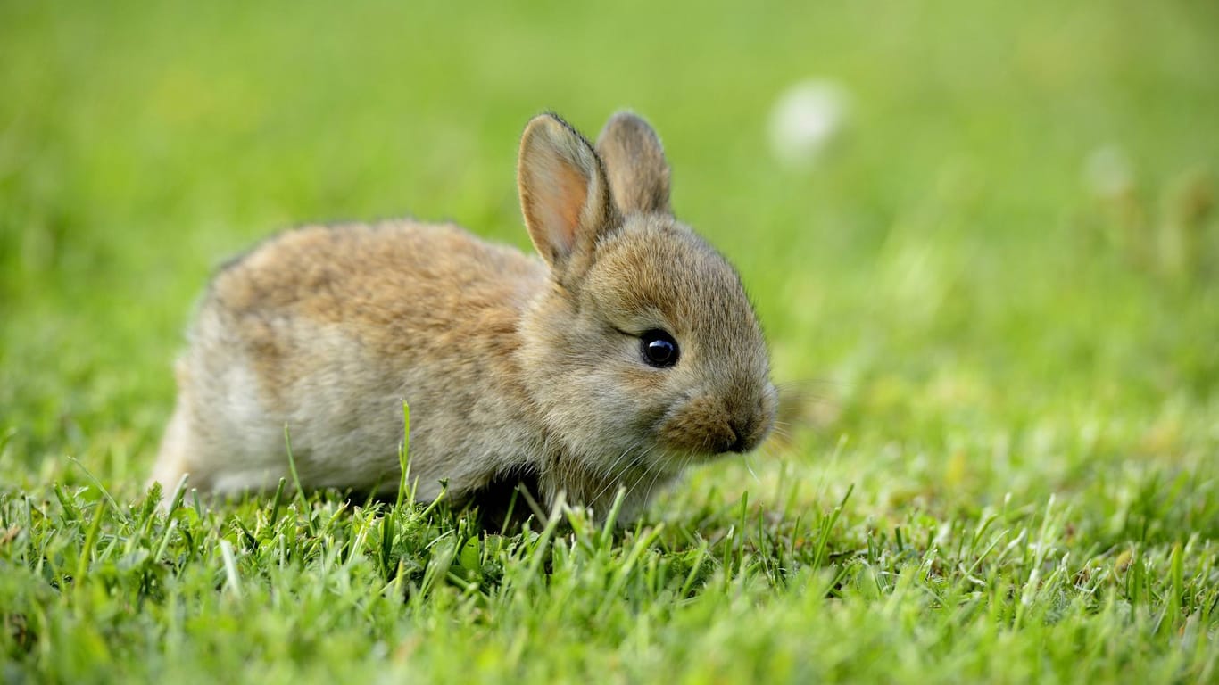 Ein junges Kaninchen (Symbolbild): In Karlsruhe wurden Hasenbabys von einem Gartengrundstück gestohlen.
