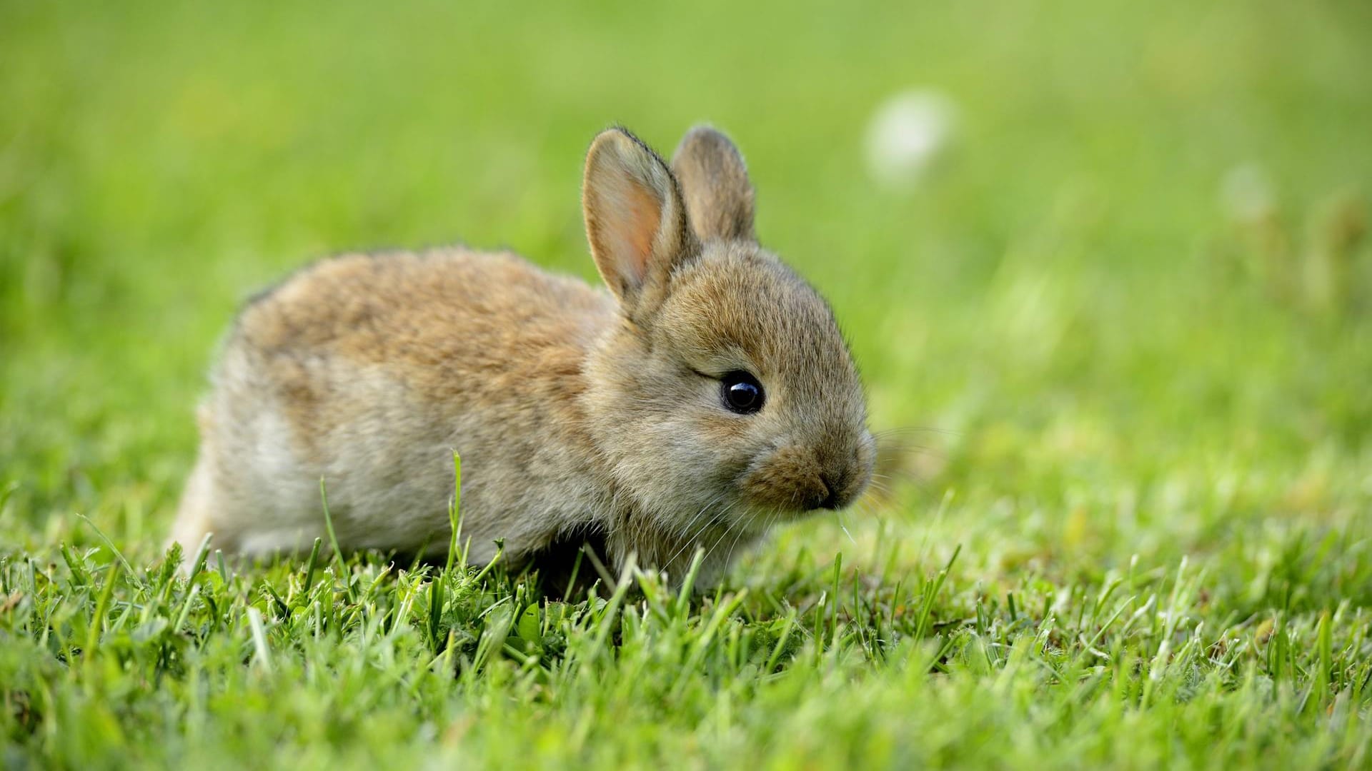 Ein junges Kaninchen (Symbolbild): In Karlsruhe wurden Hasenbabys von einem Gartengrundstück gestohlen.