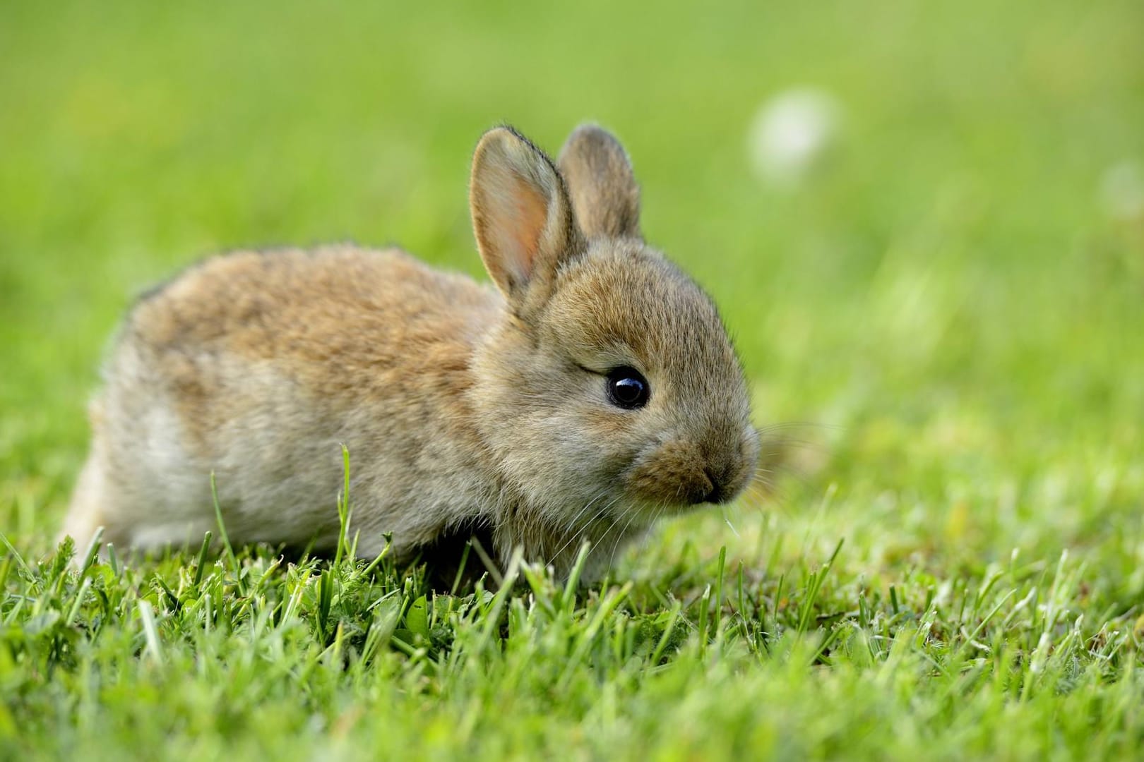 Ein junges Kaninchen (Symbolbild): In Karlsruhe wurden Hasenbabys von einem Gartengrundstück gestohlen.