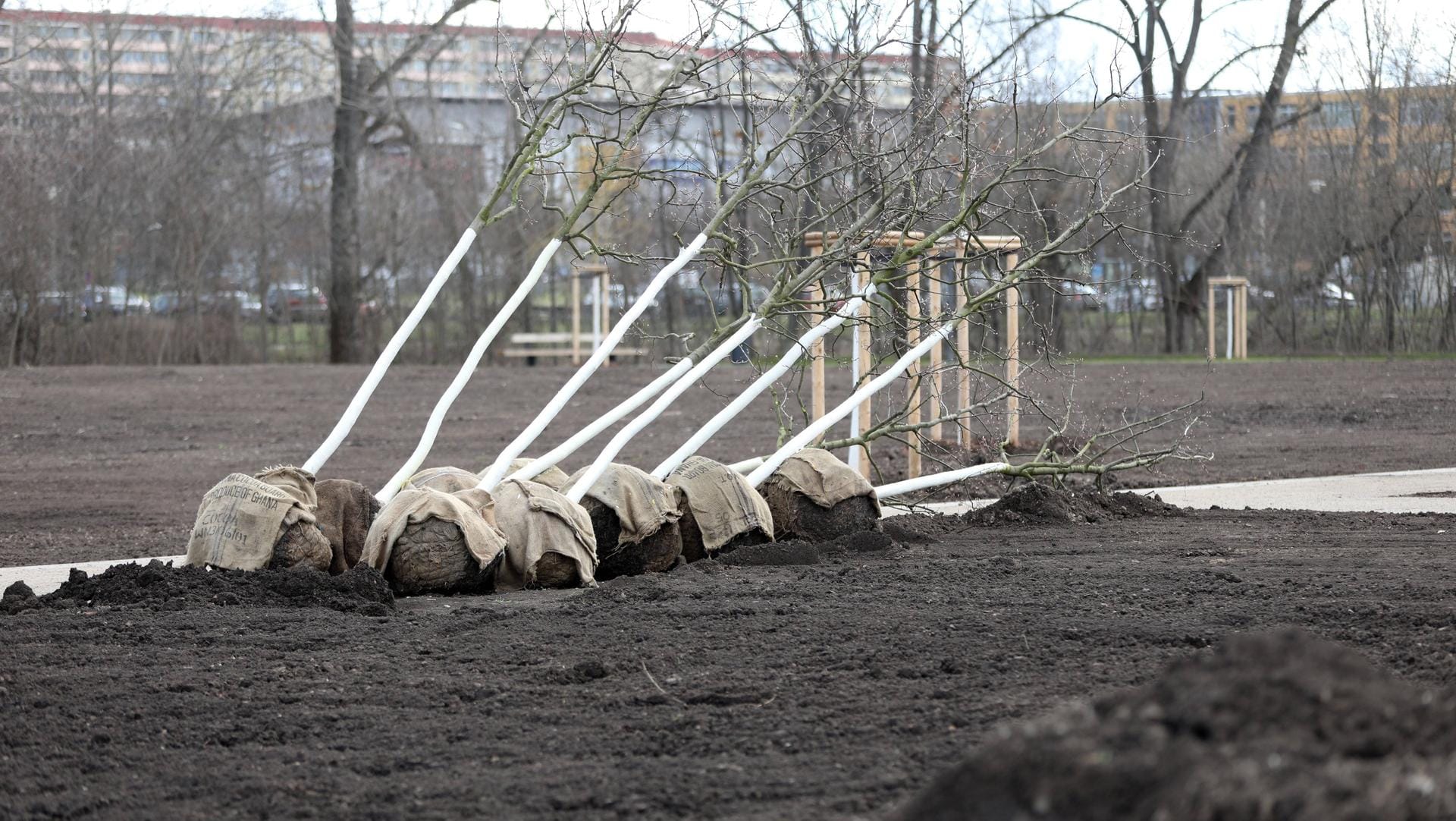 Baumsetzlinge liegen auf einem Gelände der Bundesgartenschau: Laut neuem Bundes-Infektionsschutzgesetz darf die Buga nicht öffnen.