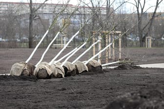 Baumsetzlinge liegen auf einem Gelände der Bundesgartenschau: Laut neuem Bundes-Infektionsschutzgesetz darf die Buga nicht öffnen.