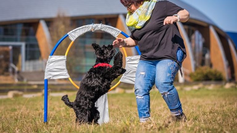 Jutta Gaßmann unternimmt mit ihrem Hund Gil der Rasse American Cocker Spaniel einen Weltrekordversuch im Reifensprung: Erfolgreich.